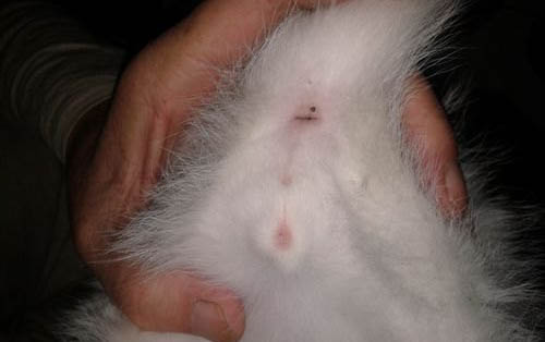 小猫打猫三联第三针最迟不超过多久