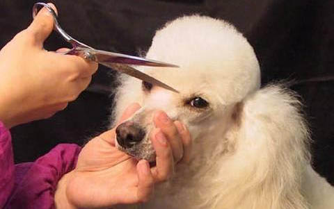 贵宾犬臭的原因及处理方法