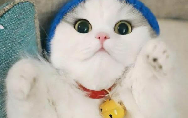 猫咪有黑色眼屎正常吗