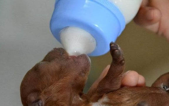 十岁以上的贵宾犬还能活多久?