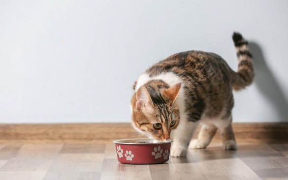 猫咪40度是发烧了吗