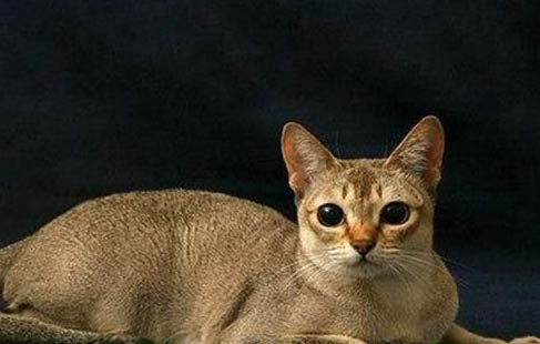新加坡猫尿结石的原因及处理方法
