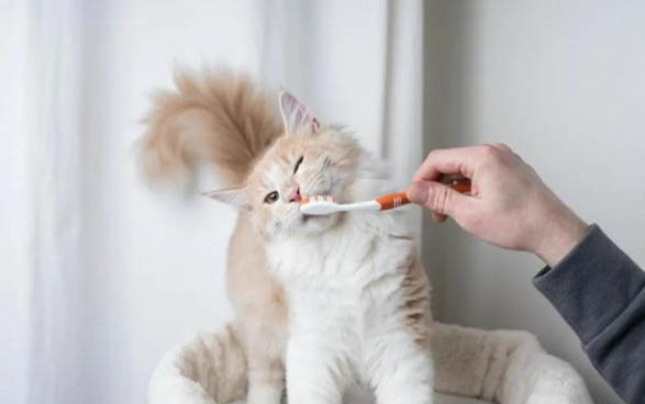 猫咪拉屎特别臭小妙招
