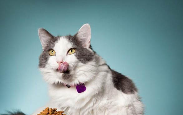 猫咪食欲不振体重减轻