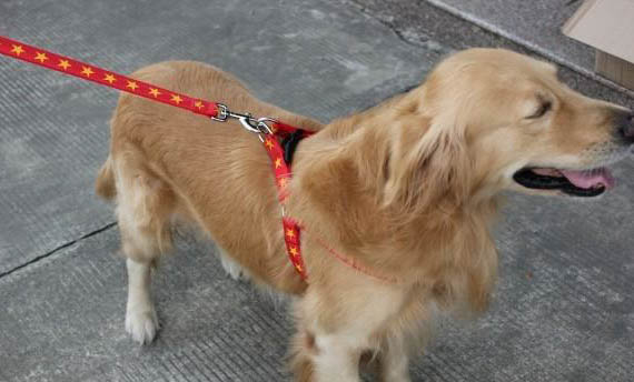 狗狗脚上长了个肉疙瘩是什么原因