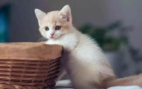 猫可以喝羊奶粉吗为什么