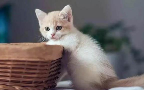 猫咪做出踩奶的动作是什么意思