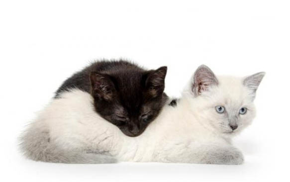 成猫一天喂几次