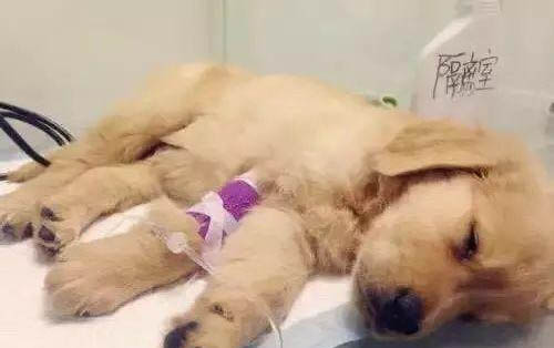 狗狗鼻子和眼睛周围皮肤干裂是什么原因导致的?