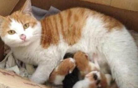 母猫产后多久能做绝育