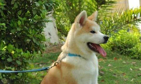 如何区分秋田犬和柴犬