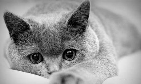 养猫咪的注意事项有哪些