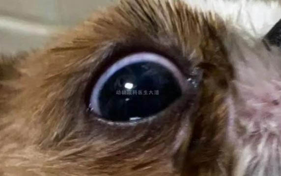 狗狗太活跃怎么训练平静的心态