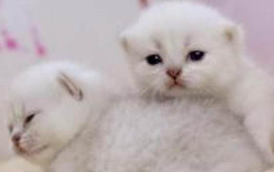 小猫出生五个月打疫苗晚了吧