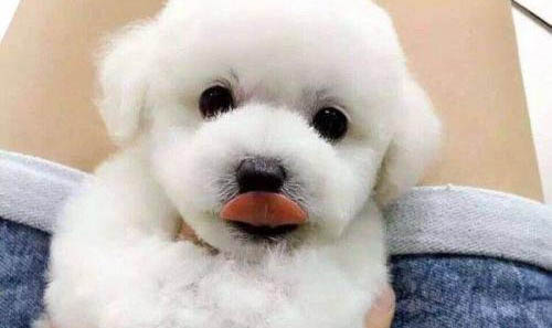 狗狗冠状病毒病因