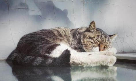 猫咪做完绝育怎么护理