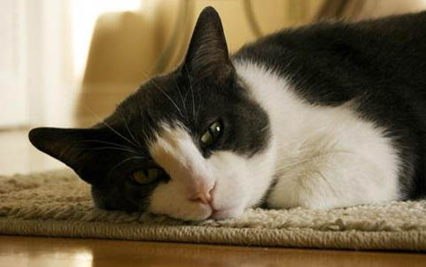 小猫临死前征兆