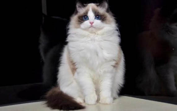 布偶猫和加菲猫哪个贵