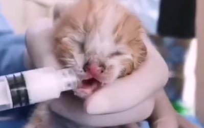 2个月小猫太脏能洗澡吗