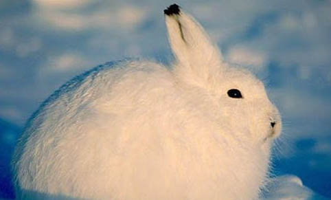 白尾长耳大野兔多久可以生兔子