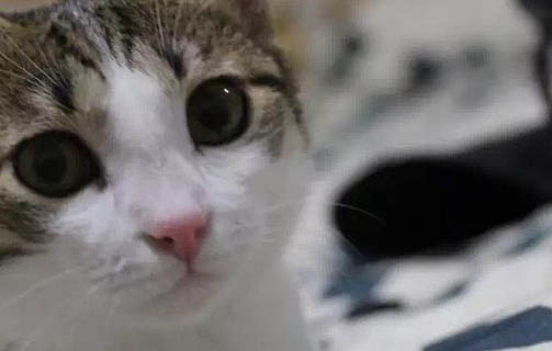 猫咪5天没大便怎么办