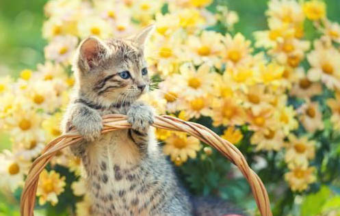 猫耳朵里面流血是什么原因引起的