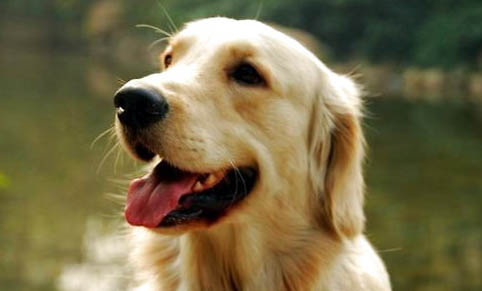纯种金毛犬价格