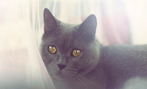 猫怕吹风机怎么吹干
