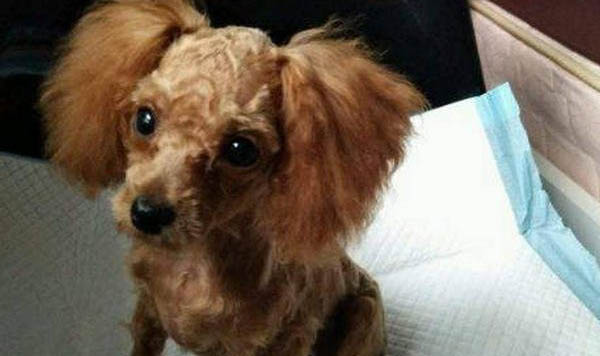 狗狗犬瘟几天过危险期