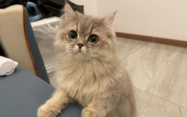 猫咪突然很凶攻击性很强