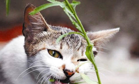 猫咪摇头舔嘴唇是为什么呢