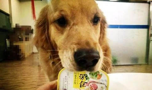 藏獒犬价格多少钱一只幼犬