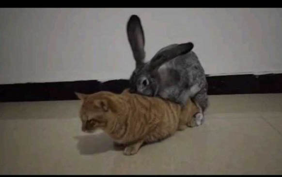 猫咪鼻子有粘液怎么回事