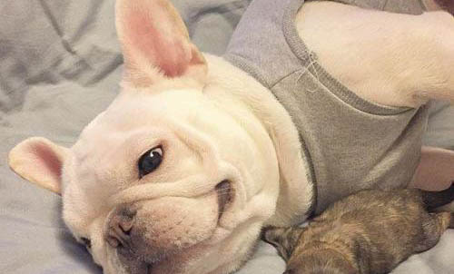 法国斗牛犬换毛要多久?