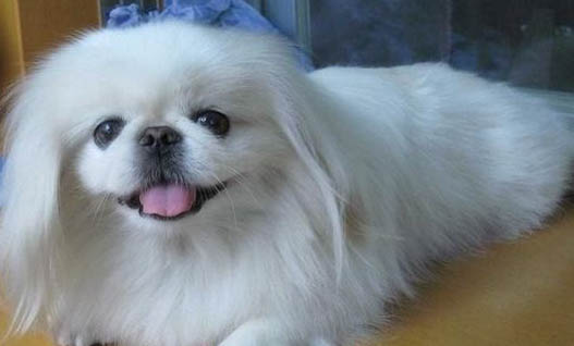 贵宾犬需要训练什么