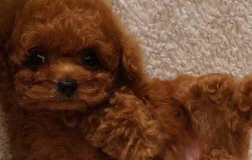 泰迪犬毛色变浅的原因及处理方法