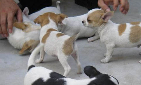 吉娃娃犬鼻子褪色的原因及处理方法
