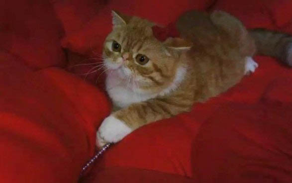 为什么新买的小猫会得猫瘟