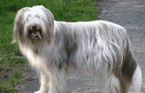 挑选苏格兰牧羊犬注意些什么?