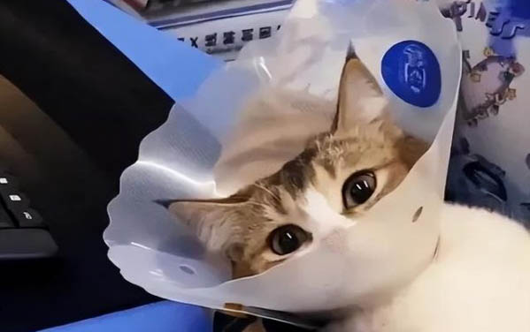 猫咪吃坏东西呕吐怎么办