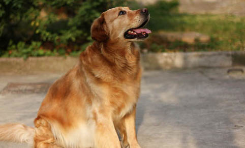金毛是拉布拉多犬种吗