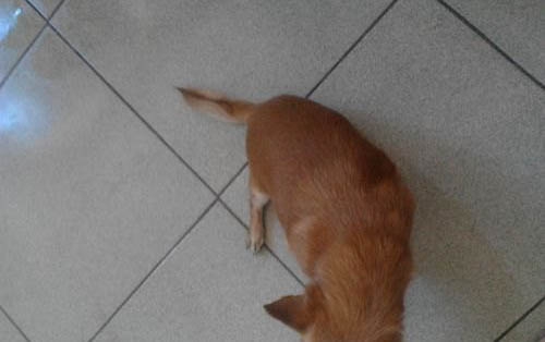 狗狗小便频繁而且带血怎么回事