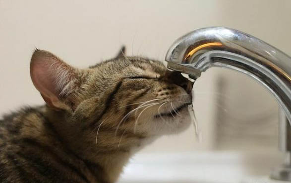 小猫可以洗澡吗？