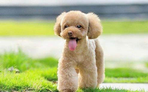 贵宾犬流眼泪用什么药好