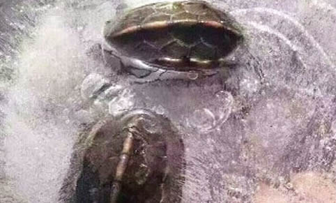 乌龟身上有白色絮状物