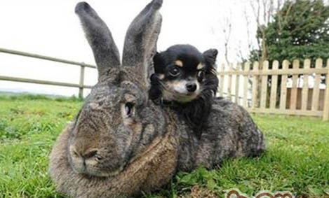兔子害怕的表现有哪些