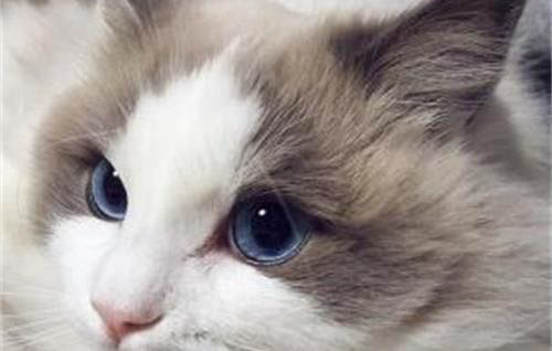 六神花露水对猫咪有影响吗