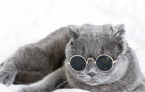 请问猫咪呕吐的原因及处理方法?