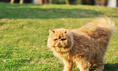宠物猫：猫咪体外驱虫后多久可以舔毛