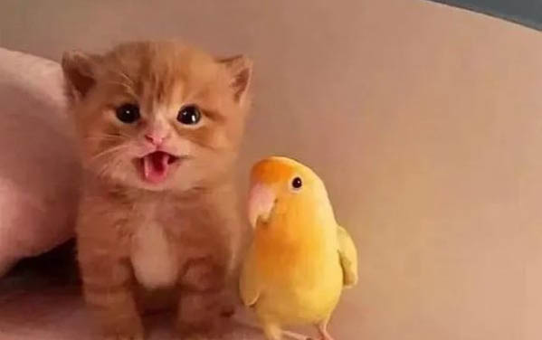 猫能吃面包吗